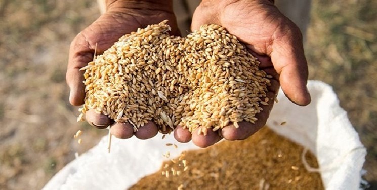 ۶۵۰ تن بذر گواهی شده برنج در گیلان توزیع شد